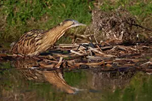 Great Britain Wildlife Prints: Bittern (Botaurus stellaris) resting on dead vegetation in water