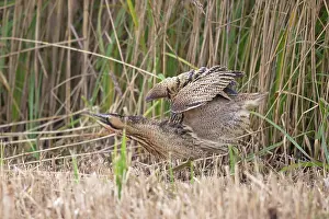 Bittern Bird Prints: Bittern (Botaurus stellaris) shaking its feathers among reedbed