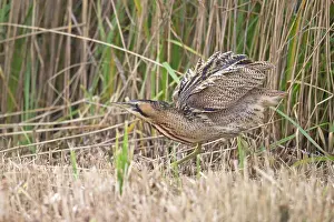 Great Britain Wildlife Prints: Bittern (Botaurus stellaris) shaking its feathers among reedbed