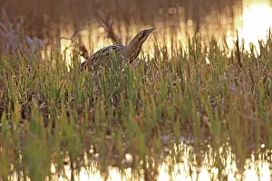 Bittern Bird Prints: Bittern (Botaurus stellaris) standing among vegetation at water's edge at sunset