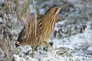 Bittern Bird Prints: Bittern (Botaurus stellaris) walking over snow-covered grass