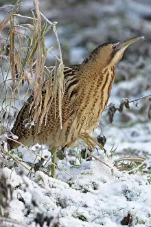 Botaurus Stellaris Images Prints: Bittern (Botaurus stellaris) walking over snow-covered grass