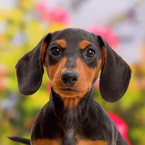 Black-and-tan Dachshund puppy portrait Black-and-tan Dachshund puppy portrait