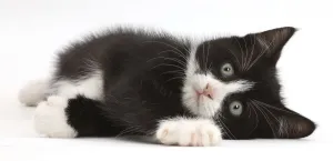 Black-and-white kitten, Solo, 7 weeks, lying on his side Black-and-white kitten, Solo, 7 weeks, lying on his side