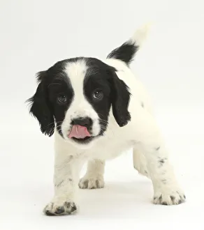 Black-and-white Springer Spaniel puppy, age 6 weeks Black-and-white Springer Spaniel puppy, age 6 weeks