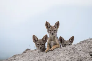 Black-backed jackal (Canis mesomelas) three cubs at the den, Masai-Mara Game Reserve Black-backed jackal (Canis mesomelas) three cubs at the den, Masai-Mara Game Reserve