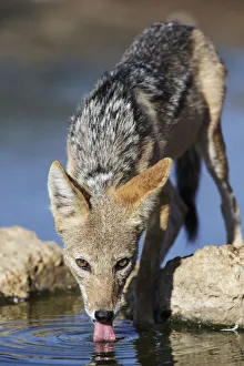 Black-backed Jackal (Canis mesomelas) drinking, Kgalagadi Transfrontier Park, South Africa Black-backed Jackal (Canis mesomelas) drinking, Kgalagadi Transfrontier Park, South Africa