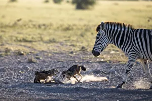 Black-backed jackals (Canis mesomelas) two fighting with Plains / Burchell zebra Black-backed jackals (Canis mesomelas) two fighting with Plains / Burchell zebra