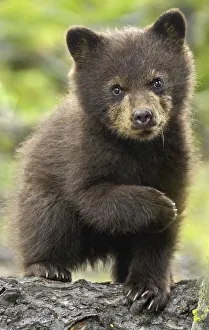 Black bear (Ursus americanus) young cub portrait, Yellowstone National Park, Wyoming, USA Black bear (Ursus americanus) young cub portrait, Yellowstone National Park, Wyoming, USA