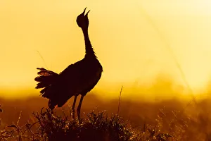 Black-bellied bustard (Lissotis melanogaster) male calling at sunrise Black-bellied bustard (Lissotis melanogaster) male calling at sunrise