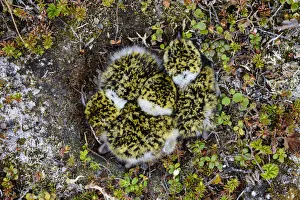 Popular themes/hidden nature/black bellied plover pluvialis squatarola Popular themes/hidden nature/black bellied plover pluvialis squatarola