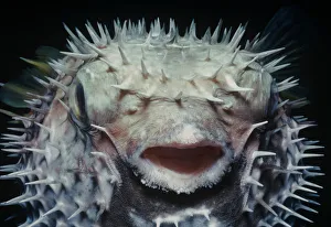 Black blotched pufferfish (Diodon liturosus) inflated with water at night as defensive behaviour Black blotched pufferfish (Diodon liturosus) inflated with water at night as defensive behaviour