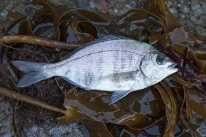 Black Bream (Spondyliosoma cantharus) washed up on shore, Sark, British Channel Islands Black Bream (Spondyliosoma cantharus) washed up on shore, Sark, British Channel Islands
