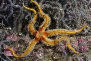 Black brittlestar (Ophiocomina nigra), yellow colour variety, with Common brittlestars Black brittlestar (Ophiocomina nigra), yellow colour variety, with Common brittlestars