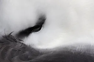 Black-browed Albatross (Thalassarche melanophris) resting close up of eye. West Point Island Black-browed Albatross (Thalassarche melanophris) resting close up of eye. West Point Island