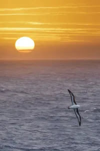 Black-browed albatross (Thalassarche melanophris) in flight over sea at sunrise Black-browed albatross (Thalassarche melanophris) in flight over sea at sunrise
