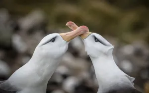 Two Black-browed albatross (Thalassarche melanophris) rub their bills together - part of Two Black-browed albatross (Thalassarche melanophris) rub their bills together - part of