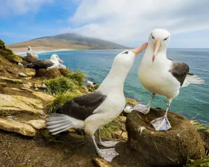 Black-browed albatross (Thalassarche melanophris) pair in courtship. Falkland Islands Black-browed albatross (Thalassarche melanophris) pair in courtship. Falkland Islands
