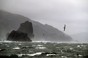 Black browed albatross (Thalassarche melanophrys) flying in 60 knot wind at Cape Horn Black browed albatross (Thalassarche melanophrys) flying in 60 knot wind at Cape Horn