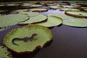 Black caiman {Caiman niger} juvenile on Royal water lily pad (Victoria amazonica) Black caiman {Caiman niger} juvenile on Royal water lily pad (Victoria amazonica)