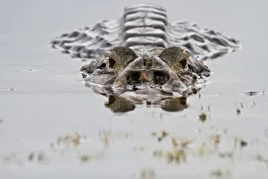 Black caiman (Melanosuchus niger) at water surface, Yasuni National Park, Orellana Black caiman (Melanosuchus niger) at water surface, Yasuni National Park, Orellana