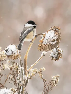 Black-capped chickadee (Poecile atricapillus) perched on snow-covered Black-capped chickadee (Poecile atricapillus) perched on snow-covered