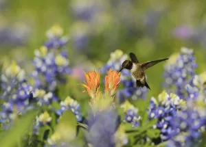 Black-chinned hummingbird (Archilochus alexandri), adult male feeding on blooming Black-chinned hummingbird (Archilochus alexandri), adult male feeding on blooming