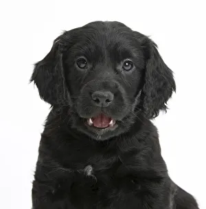 Black Cocker Spaniel puppy, against white background Black Cocker Spaniel puppy, against white background