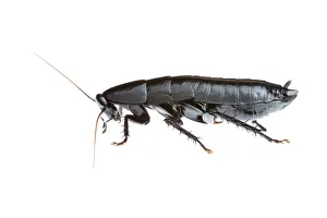 Black cockroach (Polyzosteriinae) Torndirrup National Park, Western Australia. Meetyourneighbours Black cockroach (Polyzosteriinae) Torndirrup National Park, Western Australia. Meetyourneighbours