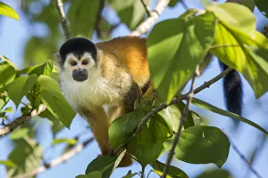 Black-crowned Central American squirrel monkey (Saimiri oerstedii oerstedii) Osa Peninsula Black-crowned Central American squirrel monkey (Saimiri oerstedii oerstedii) Osa Peninsula