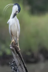 Black-crowned night heron (Nycticorax nycticorax) perched on a stump, preening, Allahein river, The Gambia Black-crowned night heron (Nycticorax nycticorax) perched on a stump, preening, Allahein river, The Gambia