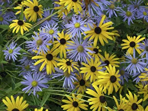 Black eyed susan (Rudbeckia fulgida var. sullivantii) Goldsturm flowers Black eyed susan (Rudbeckia fulgida var. sullivantii) Goldsturm flowers