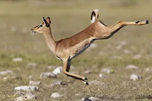 Black faced Impala (Aepyceros melamis petersi) female jumping, Etosha National Park Black faced Impala (Aepyceros melamis petersi) female jumping, Etosha National Park