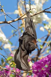 Black flying fox (Pteropus alecto), male stretching wing whilst roosting on branch Black flying fox (Pteropus alecto), male stretching wing whilst roosting on branch
