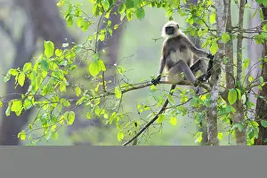 Karnataka Wildlife Photos Prints: Black-footed gray langur (Semnopithecus hypoleucos) sitting in a tree