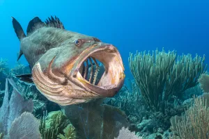 Black grouper (Mycteroperca bonaci) yawning on a coral reef Black grouper (Mycteroperca bonaci) yawning on a coral reef