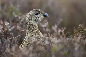 Black grouse (Tetrao tetrix) female at lek amongst heather, Creag Megaidh NNR, Highlands Black grouse (Tetrao tetrix) female at lek amongst heather, Creag Megaidh NNR, Highlands