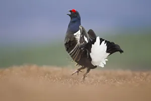 Black grouse (Tetrao tetrix) male displaying at lek, Cairngorms National Park, Grampian Black grouse (Tetrao tetrix) male displaying at lek, Cairngorms National Park, Grampian