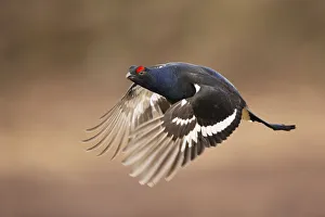 Black grouse (Tetrao tetrix) male in flight, Cairngorms National Park, Scotland, UK Black grouse (Tetrao tetrix) male in flight, Cairngorms National Park, Scotland, UK
