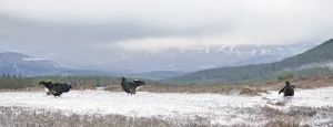 Black Grouse (Tetrao tetrix) males at spring lek. Deeside, Scotland, April Black Grouse (Tetrao tetrix) males at spring lek. Deeside, Scotland, April