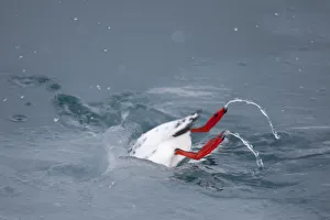 Black guillemot (Cepphus grylle) diving into water, Spitsbergen, Svalbard, March 2009 Black guillemot (Cepphus grylle) diving into water, Spitsbergen, Svalbard, March 2009