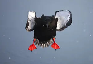 Black guillemot (Cepphus grylle) in flight over water, Spitsbergen, Svalbard, March 2009 Black guillemot (Cepphus grylle) in flight over water, Spitsbergen, Svalbard, March 2009