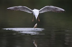 Black-headed gull (Chroicocephalus ridibundus) in flight having dropped fish, Elbe Black-headed gull (Chroicocephalus ridibundus) in flight having dropped fish, Elbe