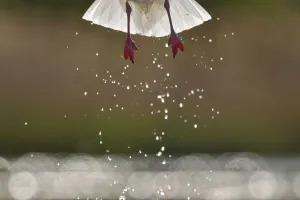 Black headed gull (Chroicocephalus ridibundus) taking off, detail of legs and water droplets Black headed gull (Chroicocephalus ridibundus) taking off, detail of legs and water droplets