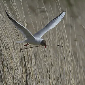 Black-headed gull (Chroicocephalus ridibundus) carrying nesting material, Brenne Black-headed gull (Chroicocephalus ridibundus) carrying nesting material, Brenne