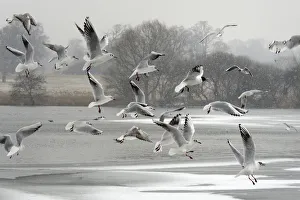 Black-headed gull (Chroicocephalus ridibundus) flock flying over a frozen lake in falling Black-headed gull (Chroicocephalus ridibundus) flock flying over a frozen lake in falling