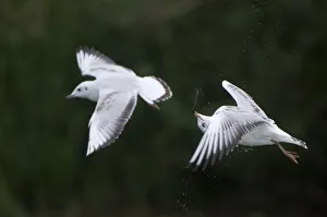 Two Black-headed gulls (Chroicocephalus ridibundus) in flight, one shaking its head Two Black-headed gulls (Chroicocephalus ridibundus) in flight, one shaking its head