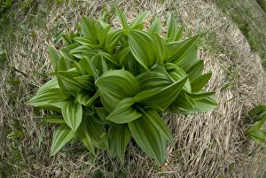 Black hellebore (Veratrum nigrum) Durmitor NP, Montenegro, May 2008 Black hellebore (Veratrum nigrum) Durmitor NP, Montenegro, May 2008