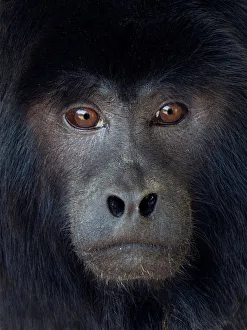Black howler (Alouatta caraya) captive, occurs in South America Black howler (Alouatta caraya) captive, occurs in South America