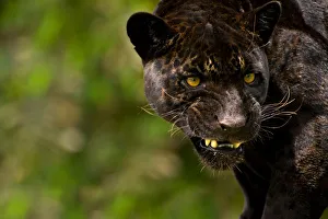 Black Jaguar or Panther (Panthera onca) snarling, captive, Peru Black Jaguar or Panther (Panthera onca) snarling, captive, Peru